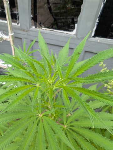 outdoor — vegetative, day 101