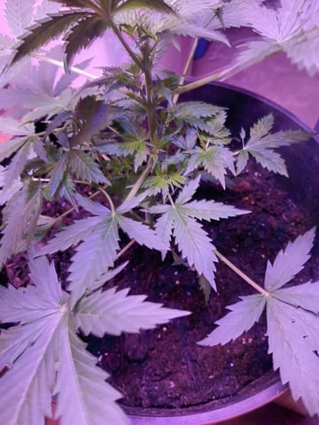 aurora auto — vegetative, day 20