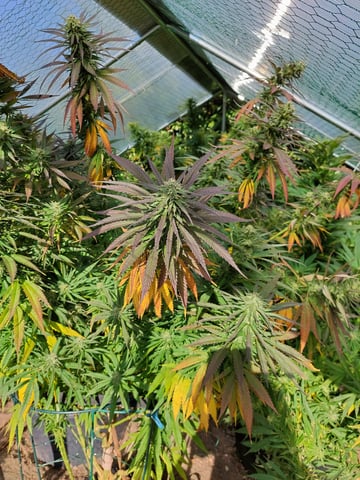 PiFi420