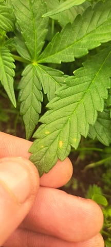 First Grow with the new setup  — auto, day 36