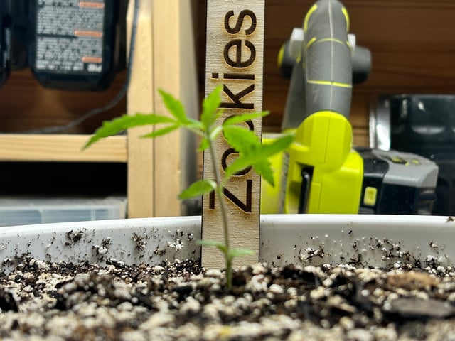First ever grow — vegetative, day 24