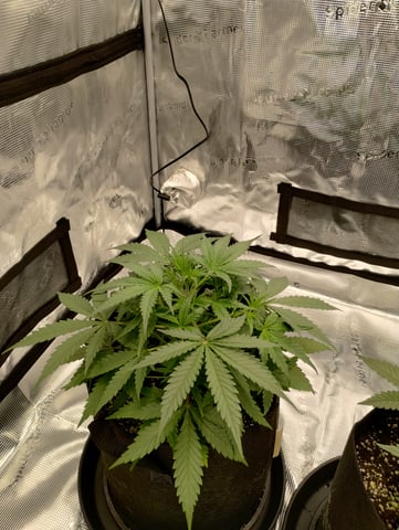 First grow — vegetative, day 30