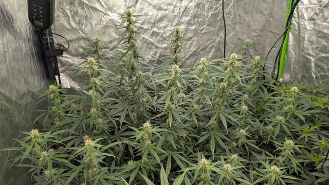 Strawberry Cheesecake Seedsman Seeds Autoflowers x2 — flower, day 58