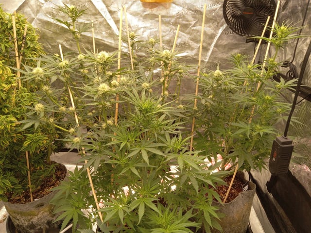 5 Autos — grow_setup, day 16