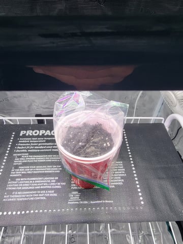 First try — seedling_rooting, day 1