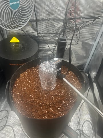 Amnesia Haze auto flower