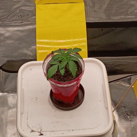 TentPlantLightFan