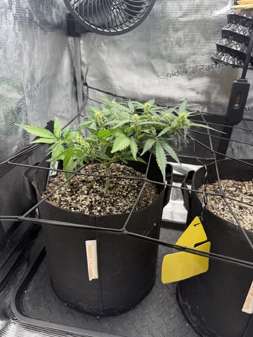 Gorilla Cookies — 1st Grow — flower, day 56