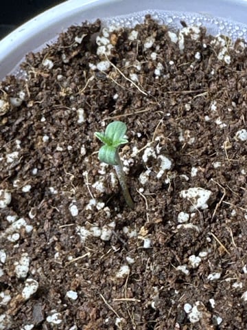 Autos: Banana Purple Punch (1)  & Guava Fig (2) — none, day 1