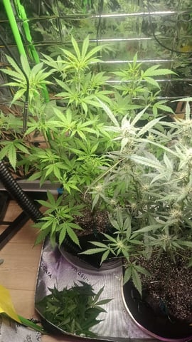Gelato & Amnesia  — flower, day 48