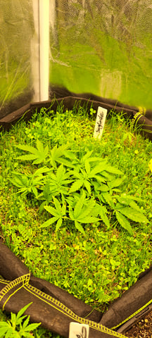 First Grow with the new setup  — vegetative, day 37