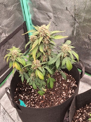 Lemon Cherry Cookies, Purple Haze and Strawberry Gorilla Grows — flower, day 11