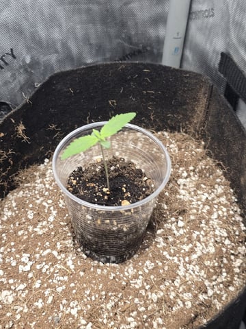 Indoor — seedling_rooting, day 18
