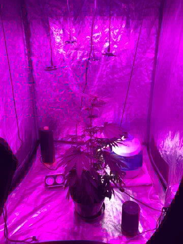 my grow — flower, day 16