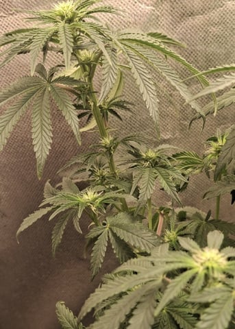 1st Grow - ROYAL MOBY (indoor)(photop.) — flower, day 114