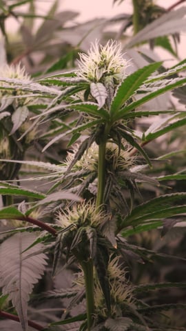 DNA Genetics Kosher Cookies rockwool run round 2 — flower, day 65