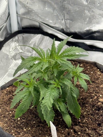 Indoor — vegetative, day 23