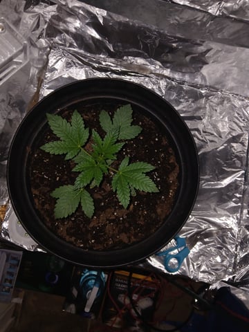 1st Grow — vegetative, day 13