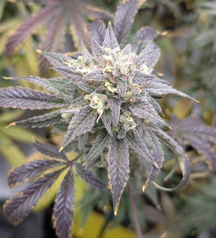 Mixed Grow — flower, day 116