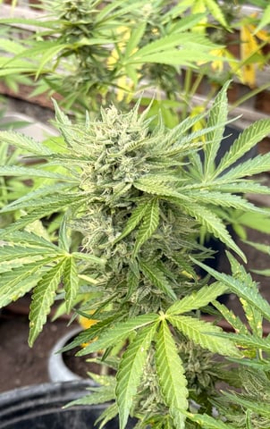 Muliflex — flower, day 81