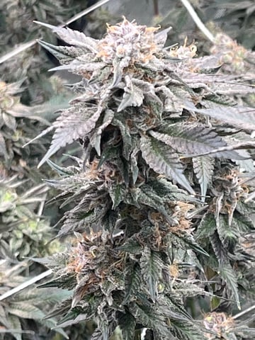 Rookie — flower, day 29