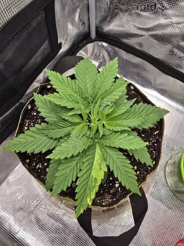mc nuggets r1 — vegetative, day 16