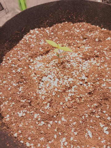 Blue Dream! — grow_setup, day 6