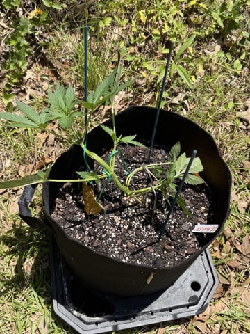 Indoor & Outdoor Grow 6 — vegetative, day 19