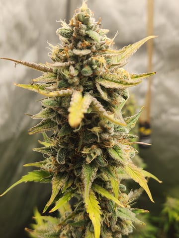 Mephisto Apple Crush and Pop tart OG in Nature's Living Soil.  — flower, day 65