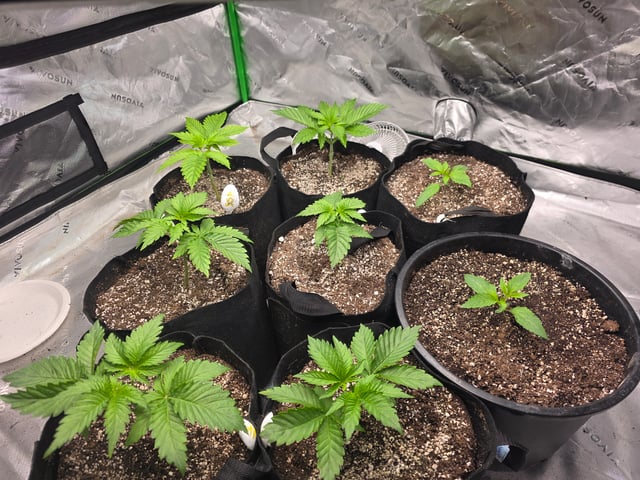 Hazy Daze — vegetative, day 13