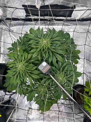 2025-26 harvest INDOOR — flower, day 123