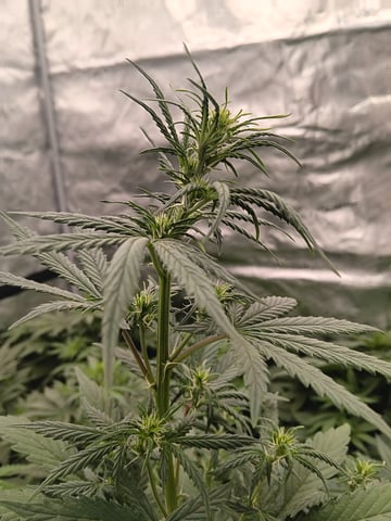 Pickle Rick — flower, day 20