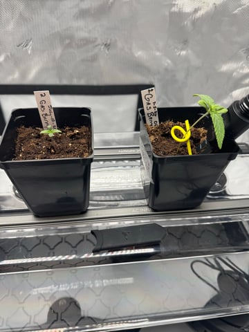 Gas Man #1 — grow_setup, day 12