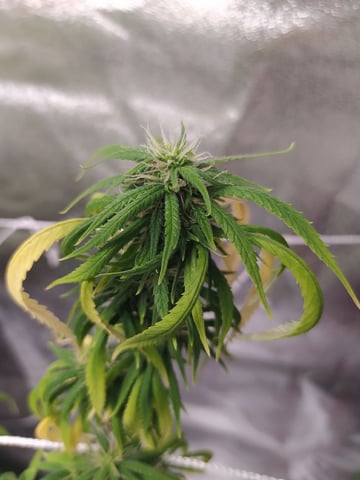 Pren seeds from brazil — flower, day 19