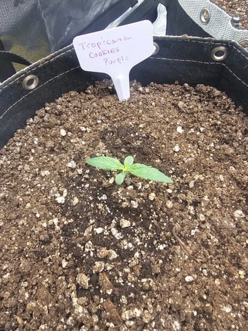 first grow — seedling_rooting, day 9