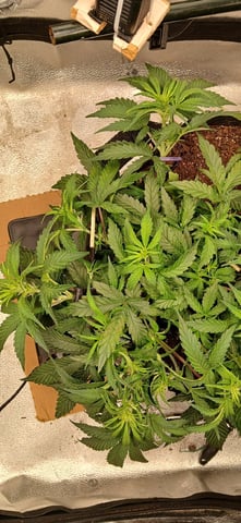 Diesel Auto Round 2 — flower, day 35