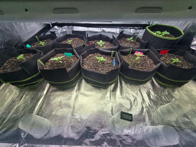2nd Autoflower Indoor Grow — vegetative, day 13
