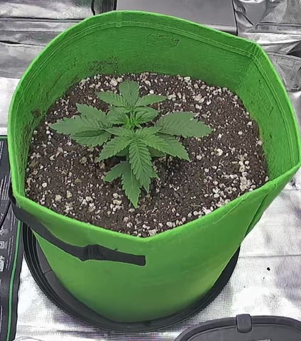 FastBuds Photo-Lemon Mandarin  — vegetative, day 22