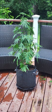 1st grow Dr. Nefario — vegetative, day 79