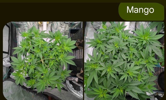 Bloody Mango — flower, day 65