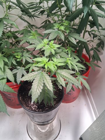 S&D  First Grow — flower, day 61