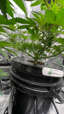 1st Ever Grow (Fat Bastard)(RDWC)  — vegetative, day 82