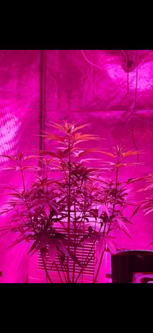 BLACKCHERRY SHERB — flower, day 32