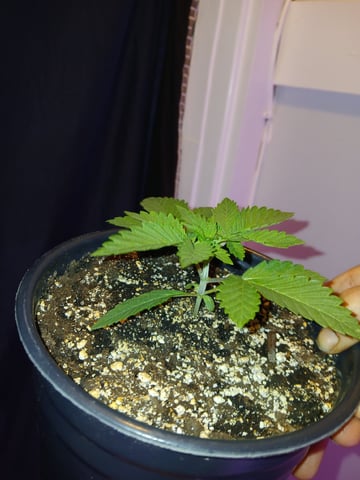 CountryG  — seedling_rooting, day 22