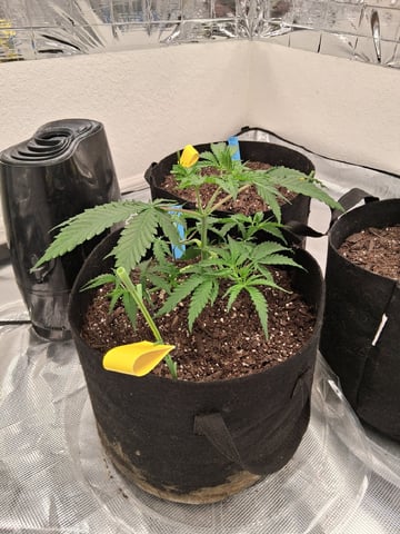 Seedman mix auto & seedman mix auto & GodFather OG — vegetative, day 26