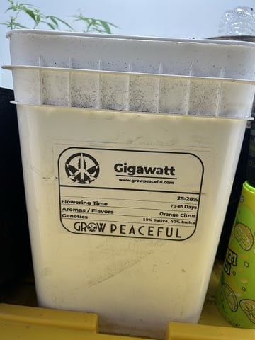 Gigawatt  — vegetative, day 19