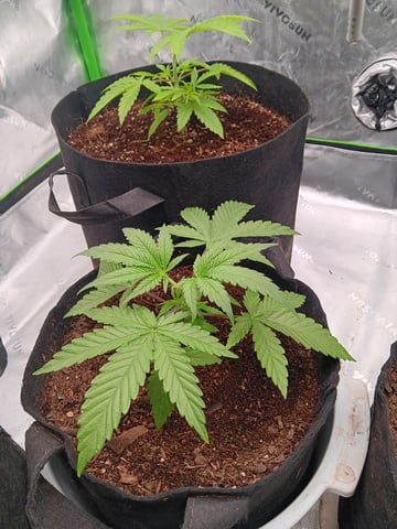 1st tent grow — vegetative, day 22