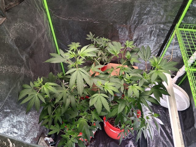 S&D  First Grow — vegetative, day 39