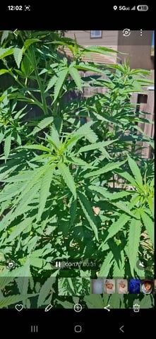 first auto flower grow...royal queen seeds purple matic — seedling_rooting, day 10