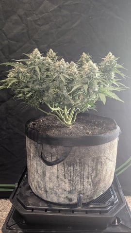 Perpetual Autoflower Mixed Grow #3 — flower, day 58